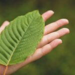 Incorporate Sumatra Kratom Daily to Enhance Energy and Wellness